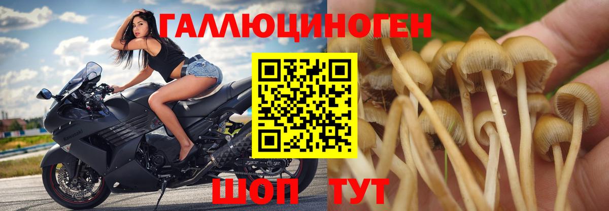 Видное  Галлюциногенные грибы Magic Shrooms  Вход с VPN 
